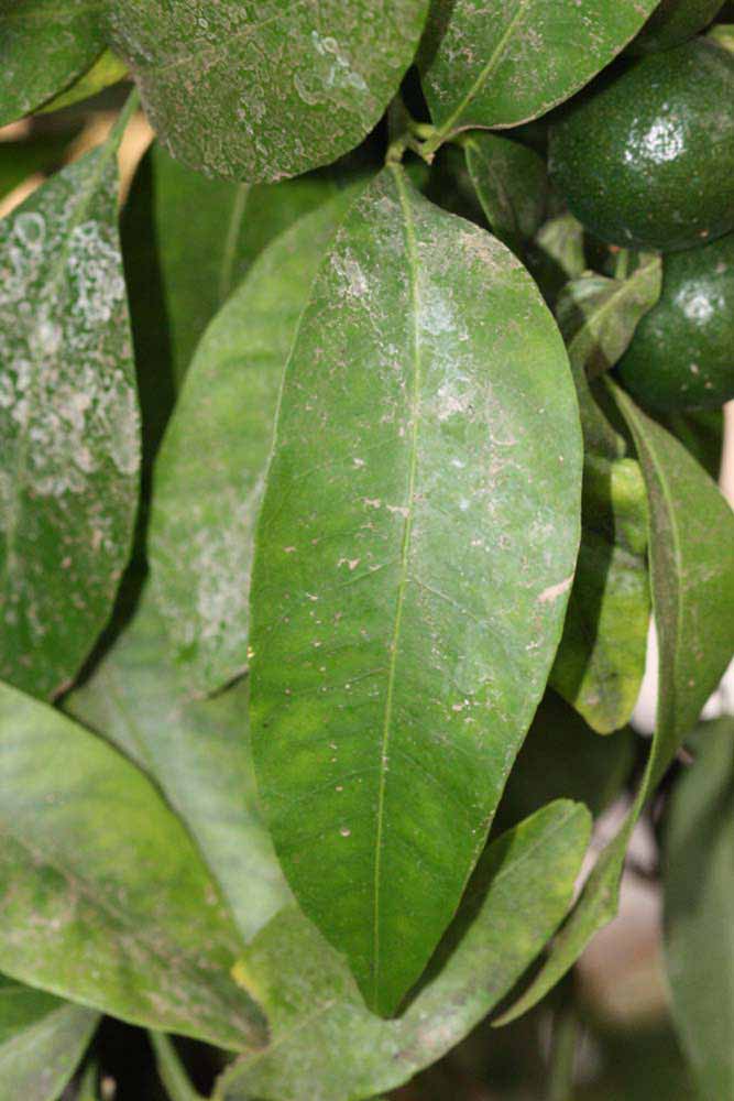              Unifoliolate leaf (Riverside, CA)       